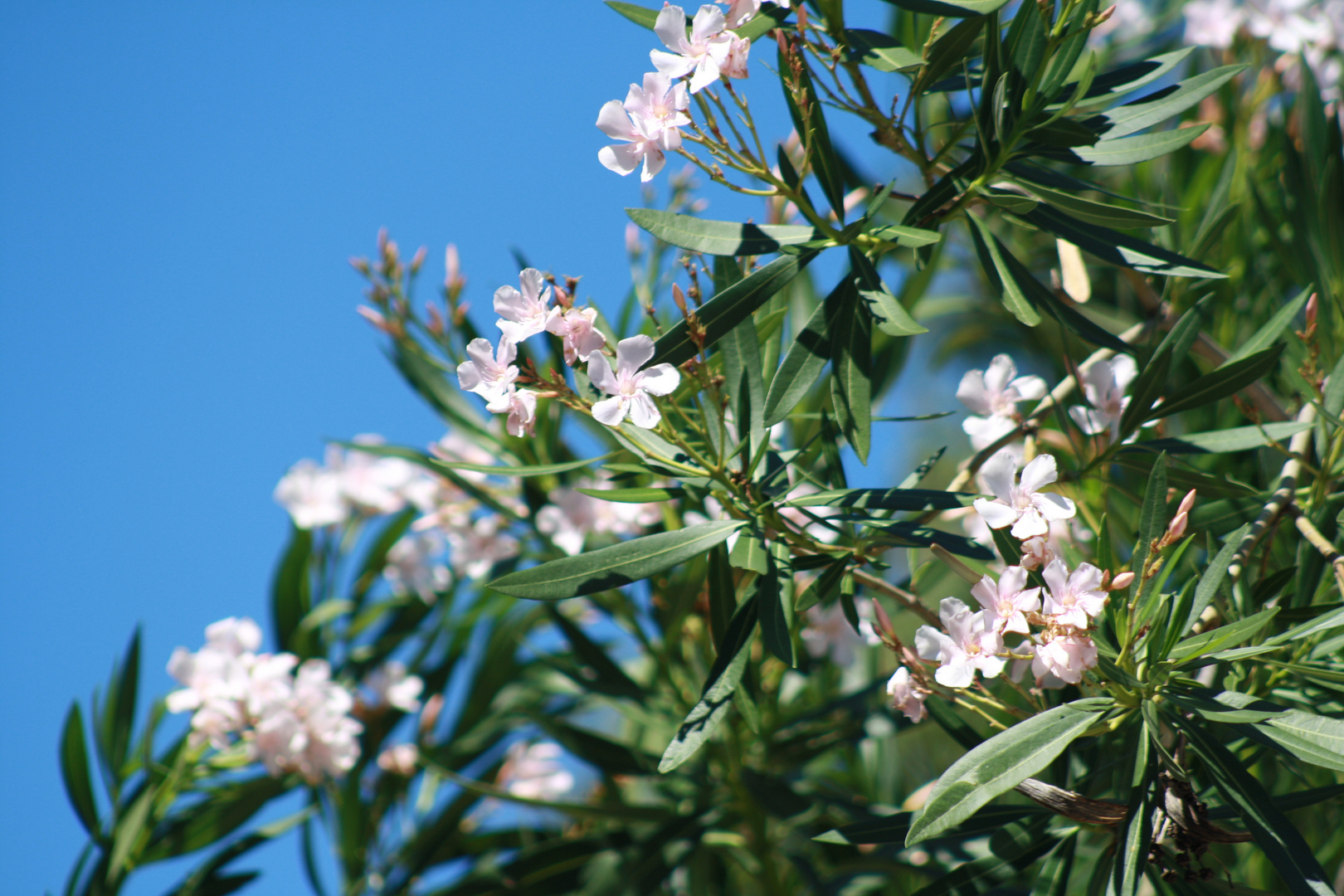 des fleurs