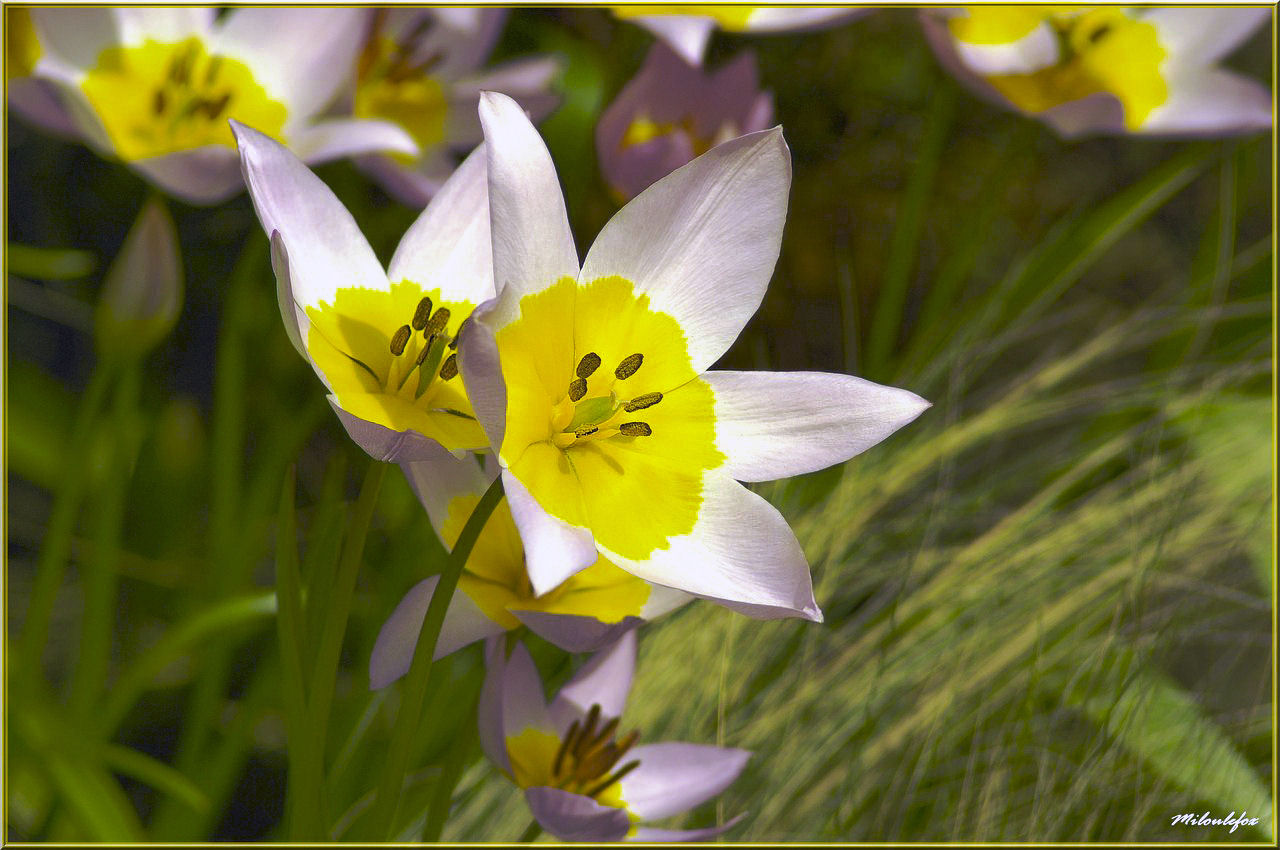 des fleurs ???