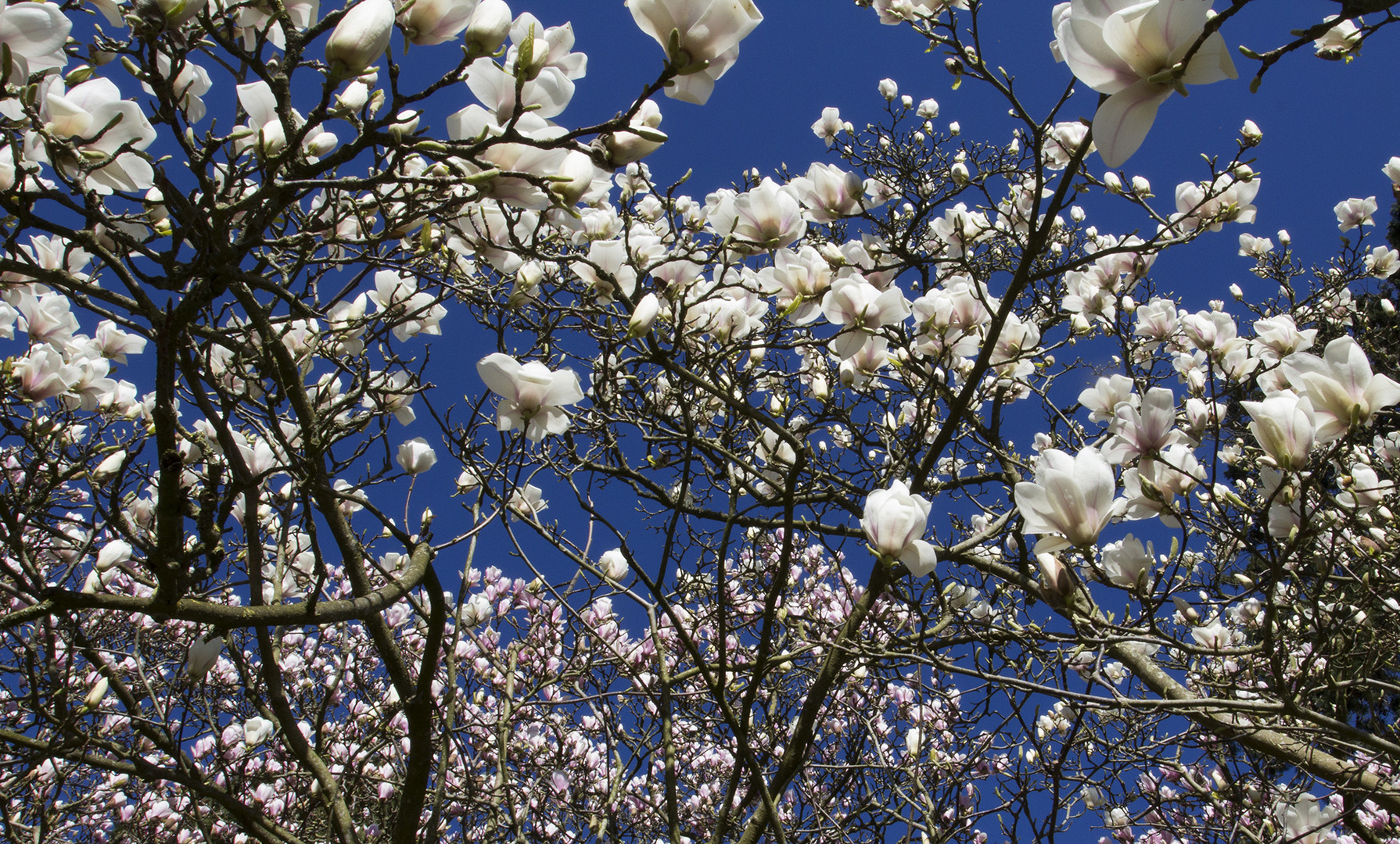 Des fleurs comme s'il en pleuvait...