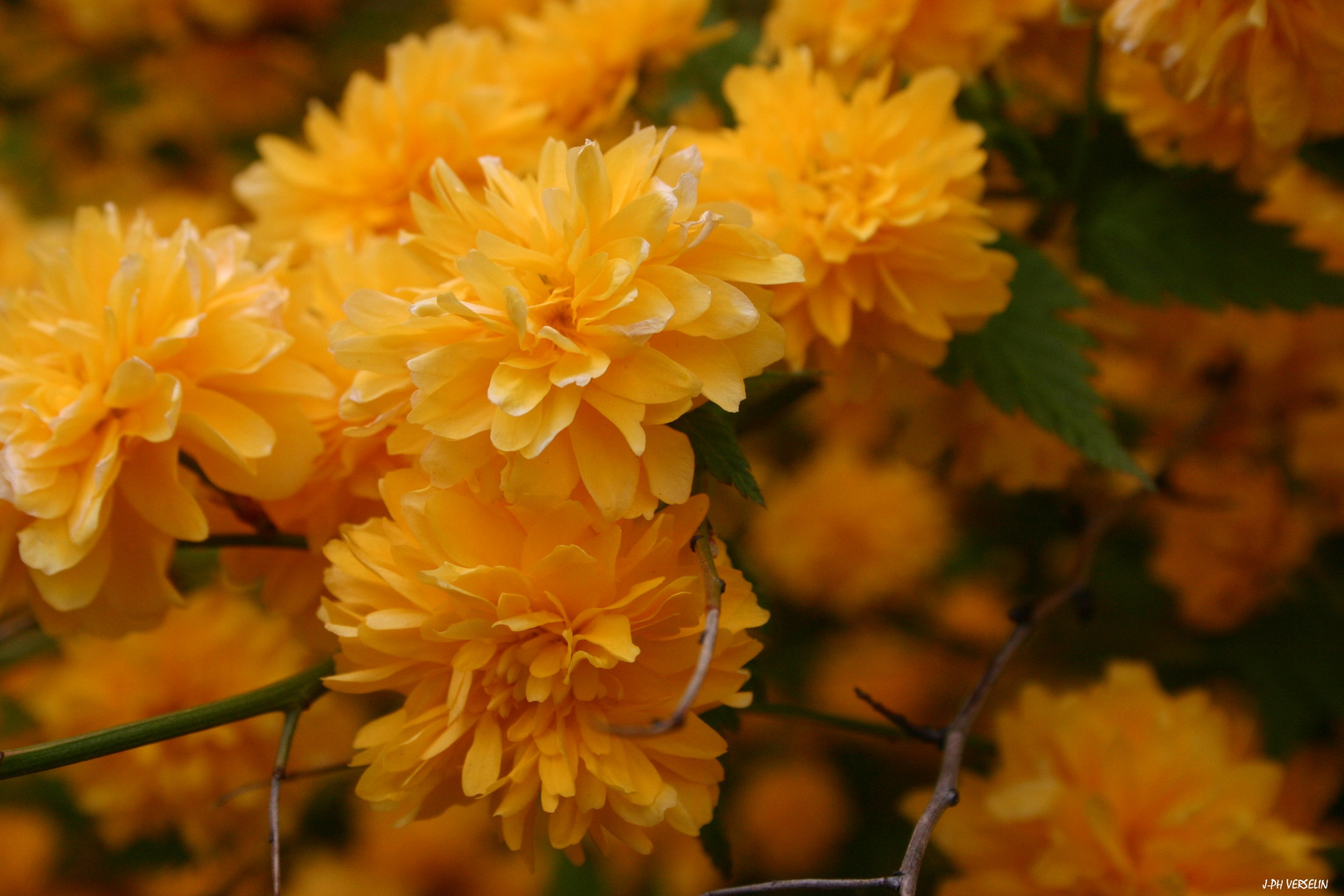 des fleurs (Corête du Japon - Kerria japonica=