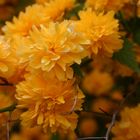 des fleurs (Corête du Japon - Kerria japonica=