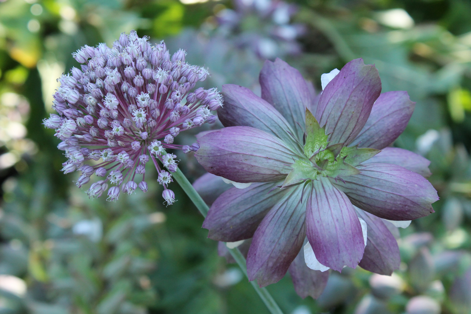 Des fleurs du jardin de la Dame