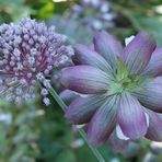 Des fleurs du jardin de la Dame