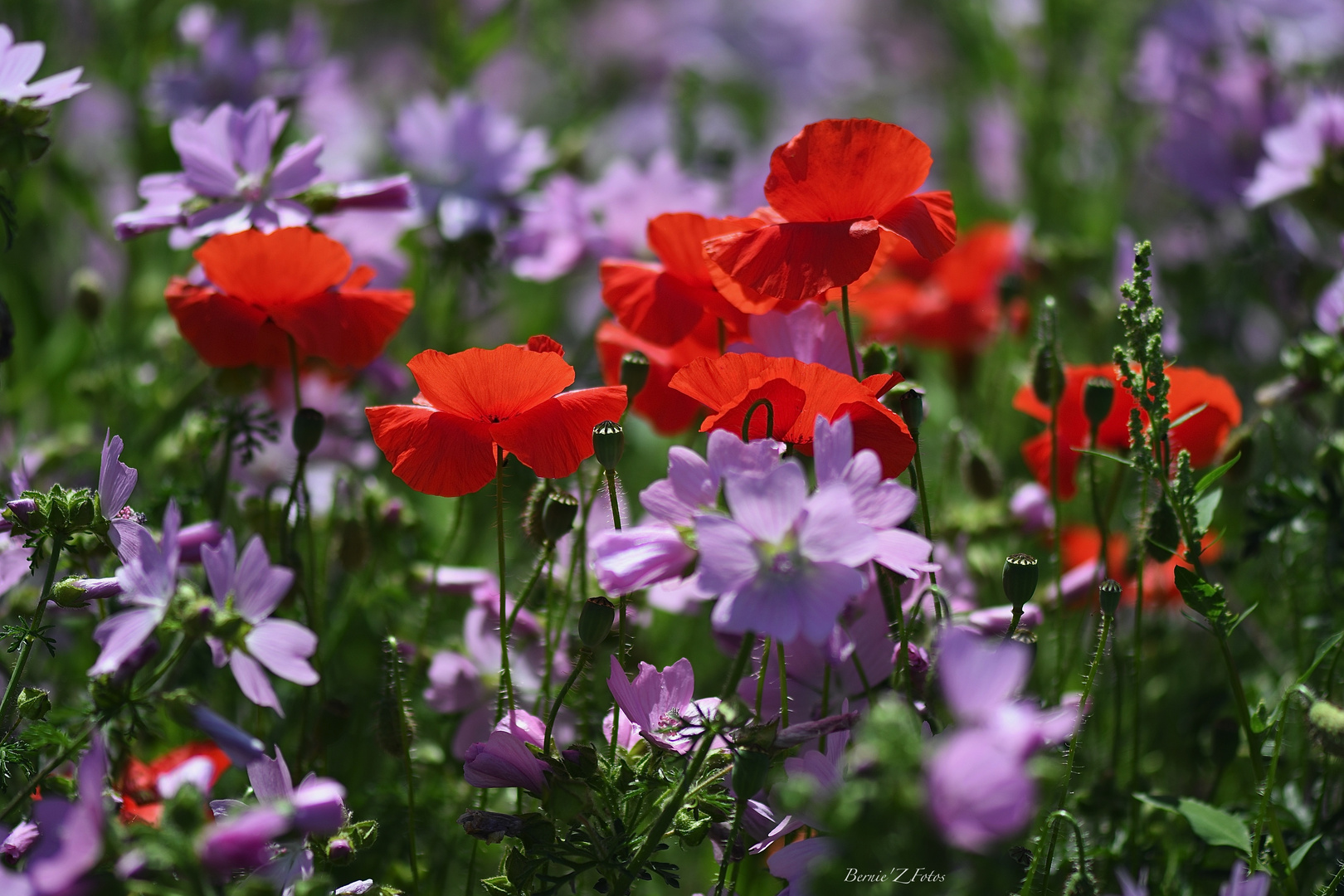 Des fleurs parmi les fleurs