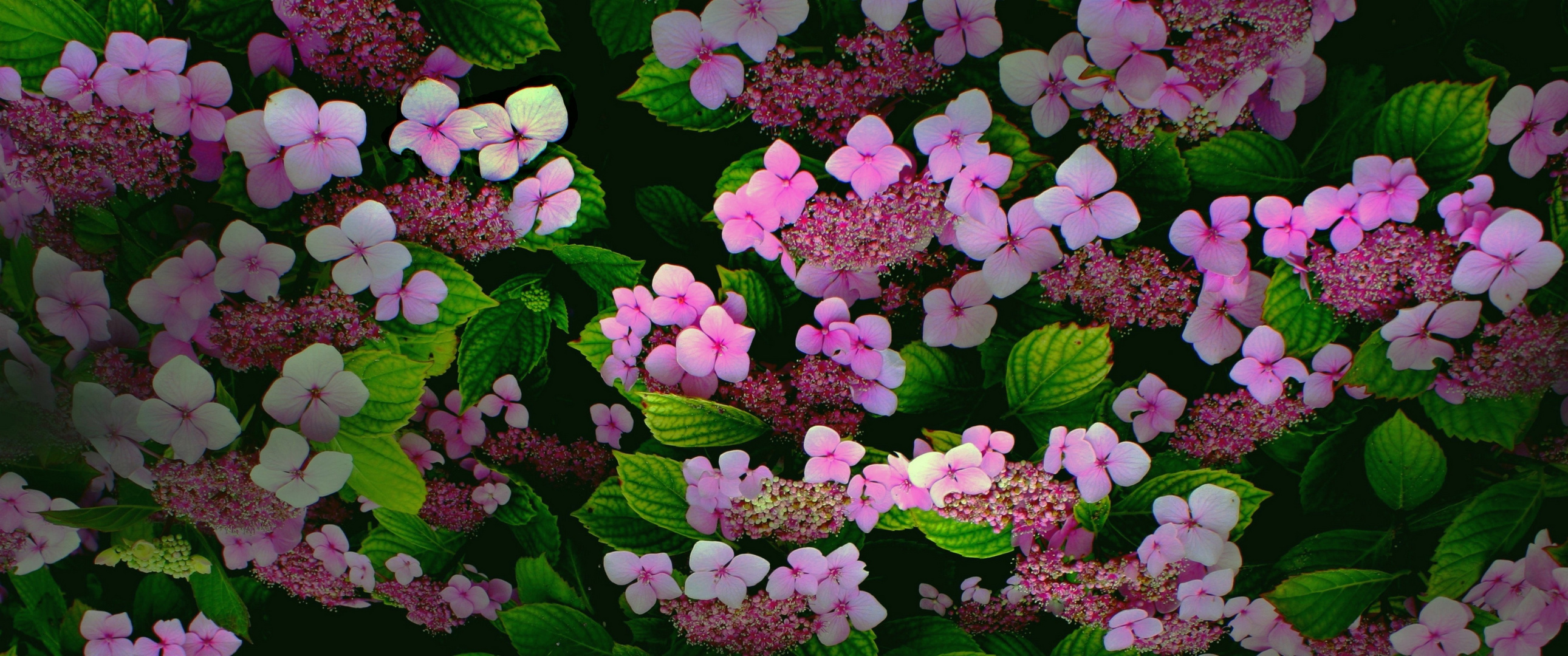 Des fleurs pour changer de saison