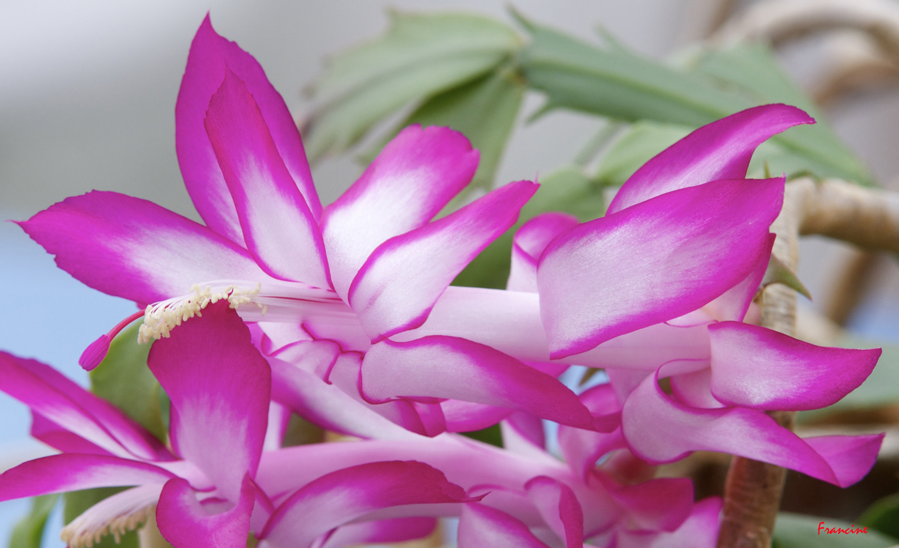 Des fleurs pour l'hiver : le cactus de Noël ...