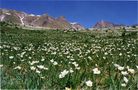 des fleurs, toujours des fleurs!! mercantour von ntali 