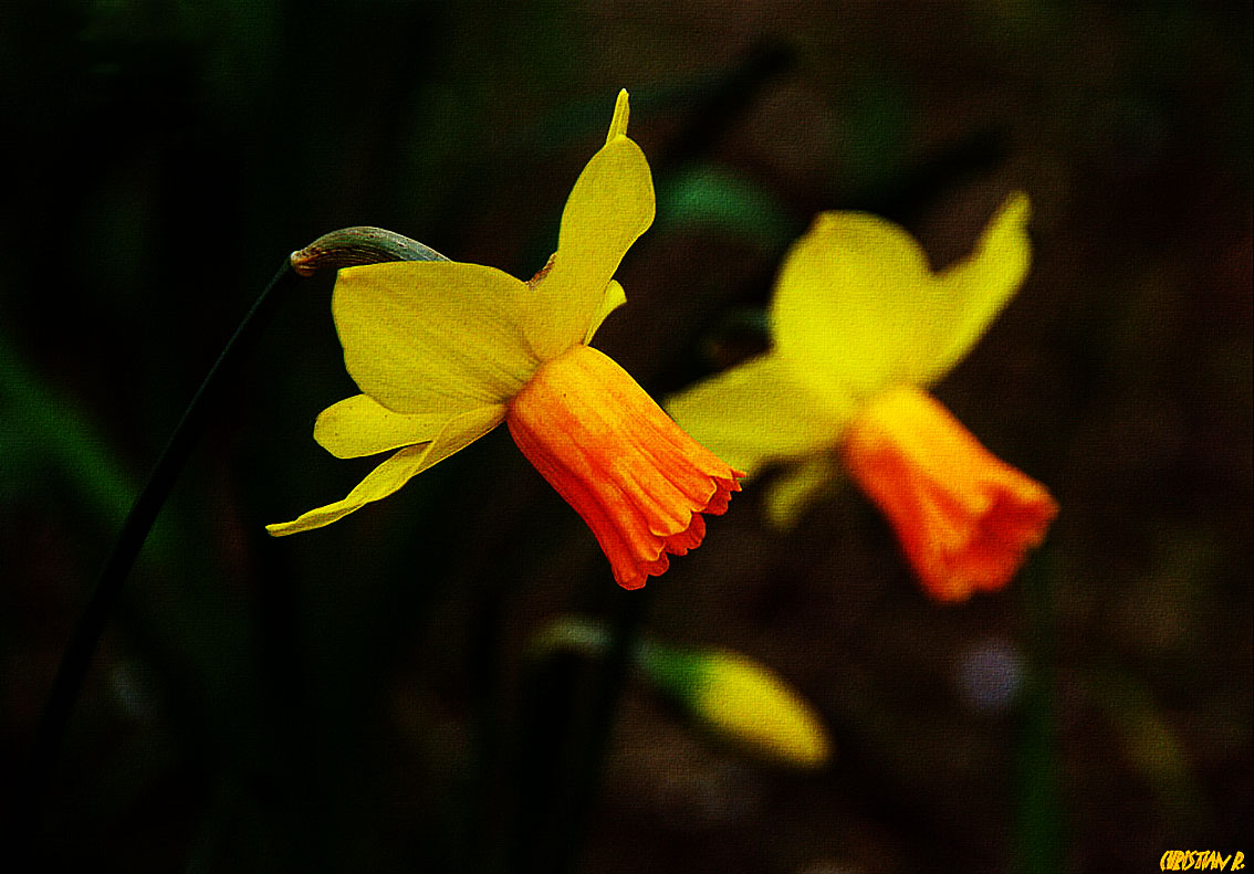 Des fleurs,encore!