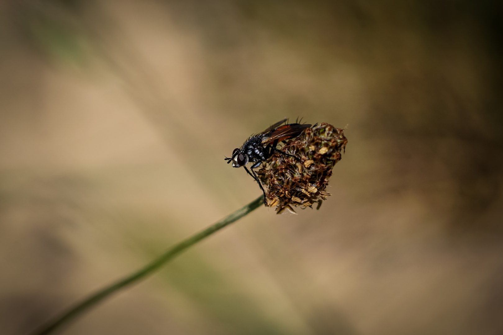 des Fliegens müde