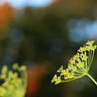 des fotografen erntedank -vier-