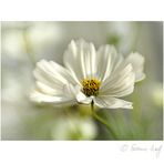 Des frühen Sommers leichte Gefühle....  [Cosmea eins]