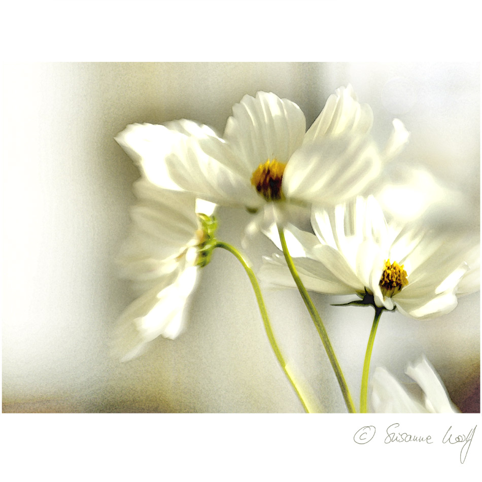 Des frühen Sommers leichte Gefühle.... [Cosmea vier]