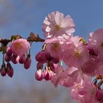 Des Frühlings Mandelblüte