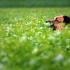 Des Gärtners Hund