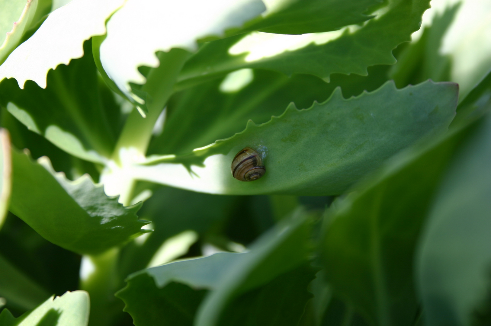 des Gartenbesitzers Feind