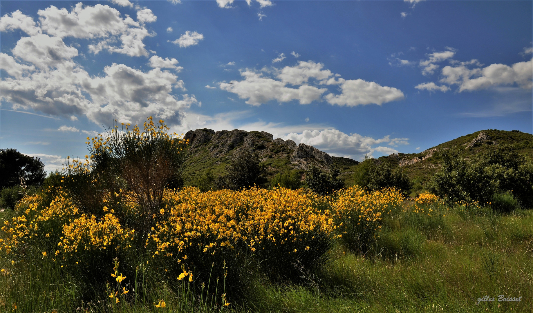 des genêts sur l'herbe dans les Alpilles