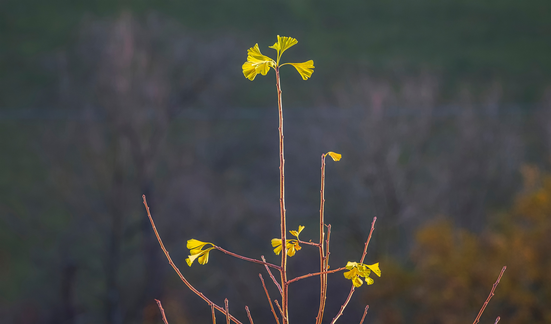 Des Ginkgos letzte Blätter 2020