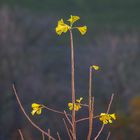 Des Ginkgos letzte Blätter 2020