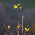 Des Ginkgos letzte Blätter 2020