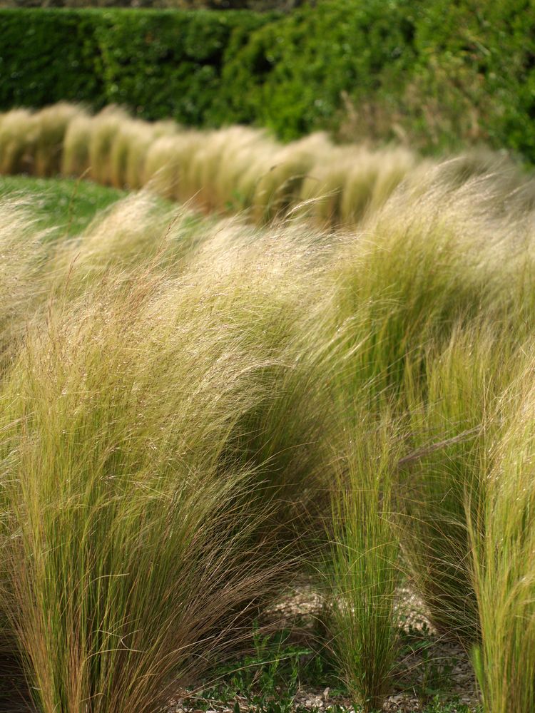 Des herbes pliées par le vent dans les jardins qui entourent le phare de Chassiron