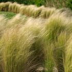 Des herbes pliées par le vent dans les jardins qui entourent le phare de Chassiron