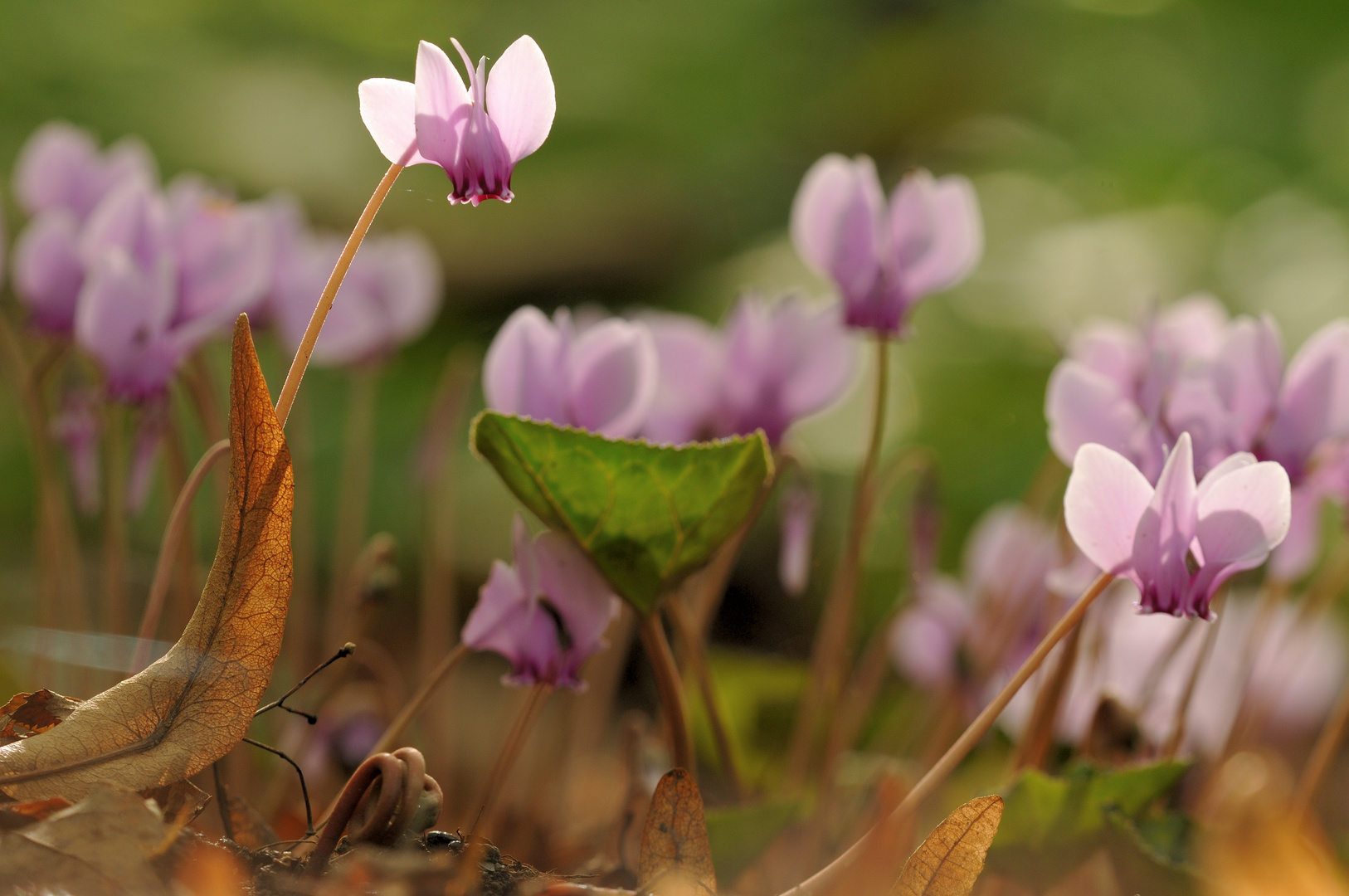 Des "Herbst" schönste Blume