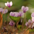 Des "Herbst" schönste Blume