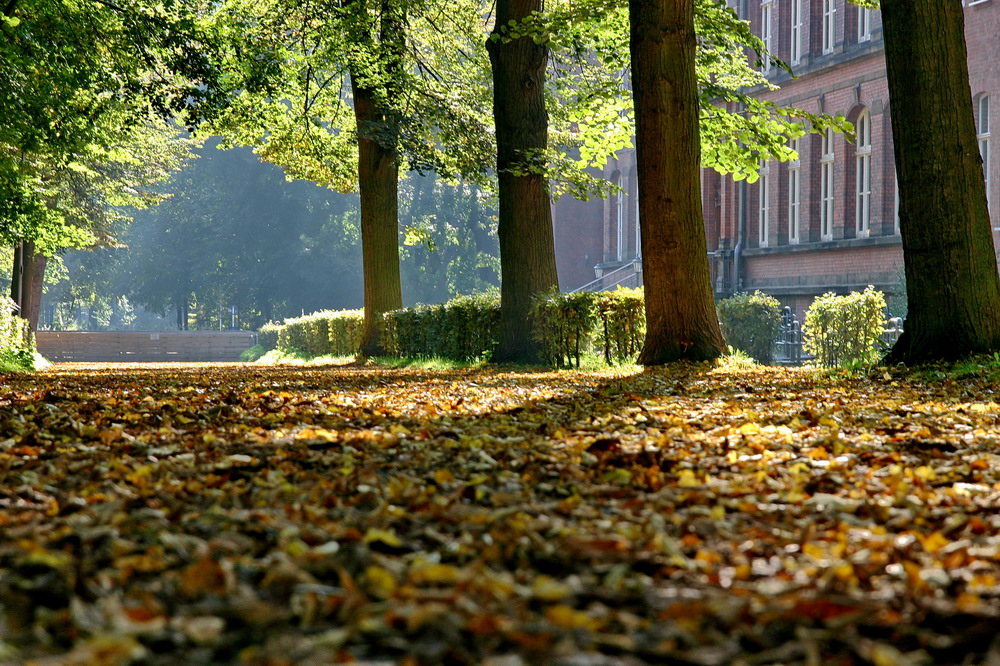 Des Herbstes buntes Kleid...