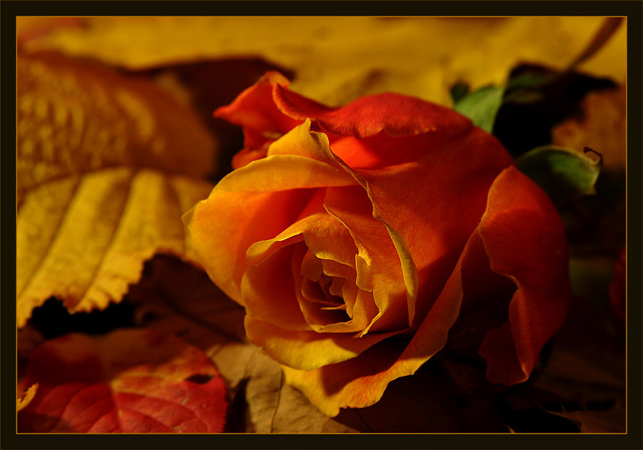 Des Herbstes letzte Rose