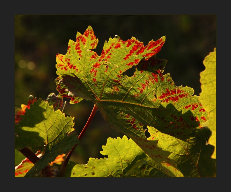 Des Herbstes Röte