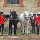 Des Hommes et des chevaux ....