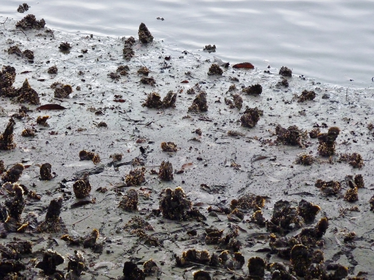 Des huitres dans l'étang du Ter à Ploemeur (Morbihan)