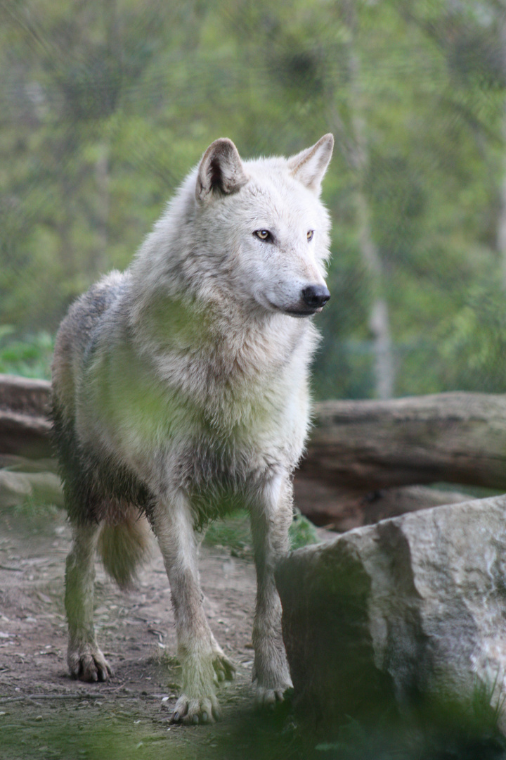 Des Hundes Vorfahre