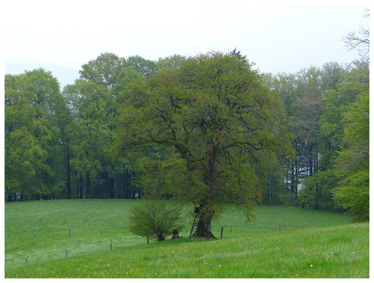 Des Jägers Eiche im Frühling.