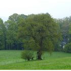 Des Jägers Eiche im Frühling.