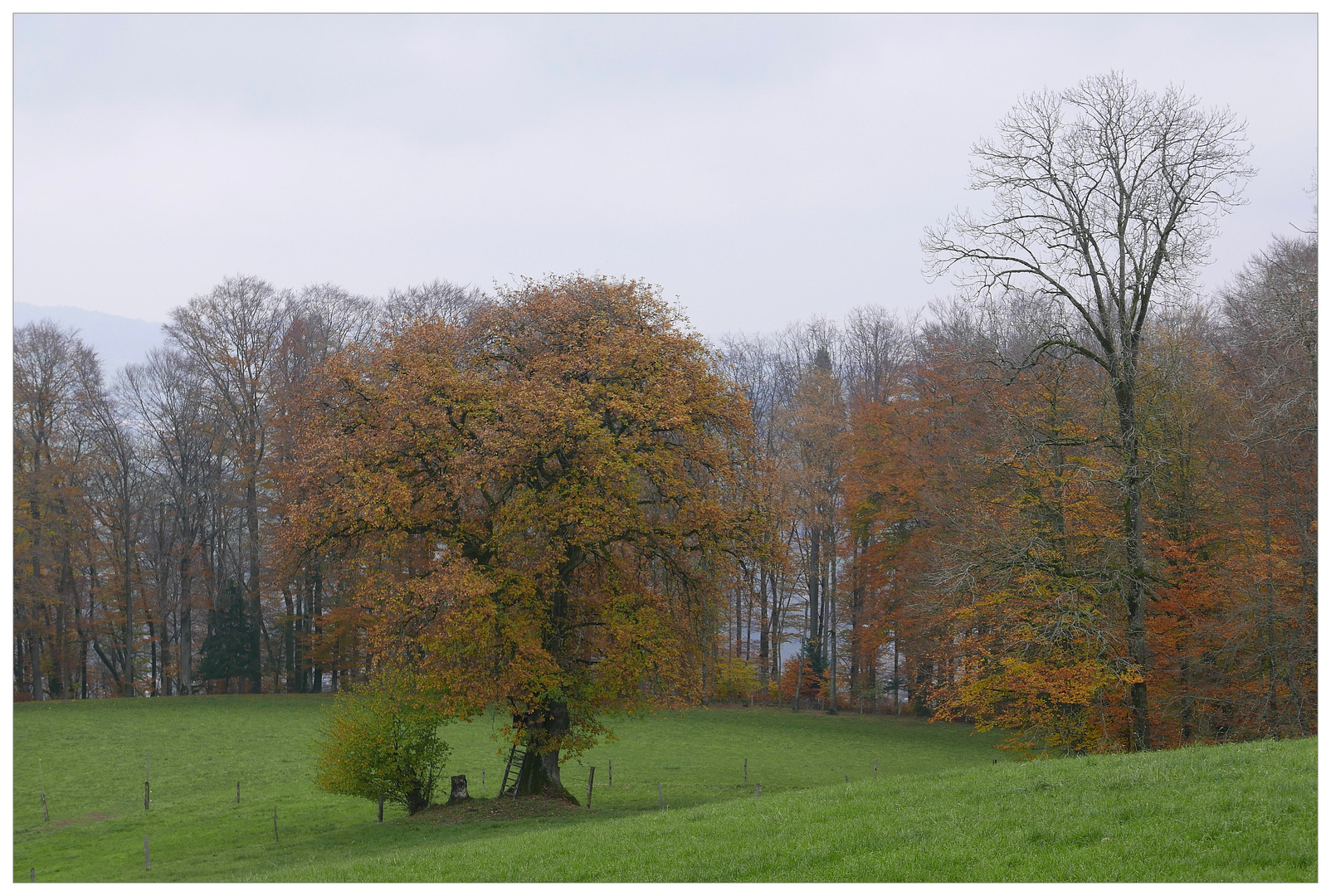 Des Jägers Eiche im Herbst.