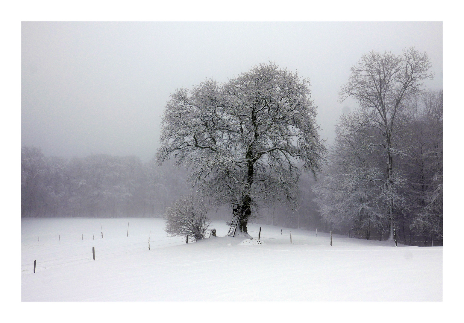 Des Jägers Eiche im Winter.