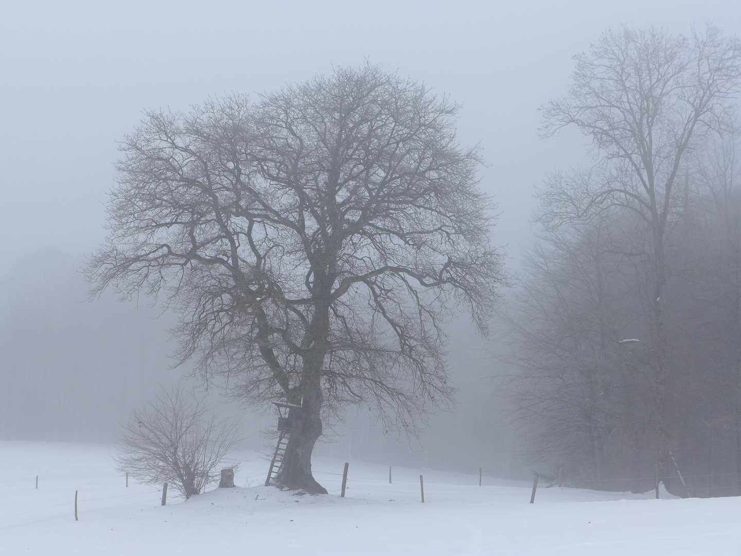 Des Jägers Eiche im Winter.