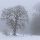 Des Jägers Eiche im Winter.