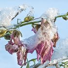 des Jahres letztes Gartenblümchen