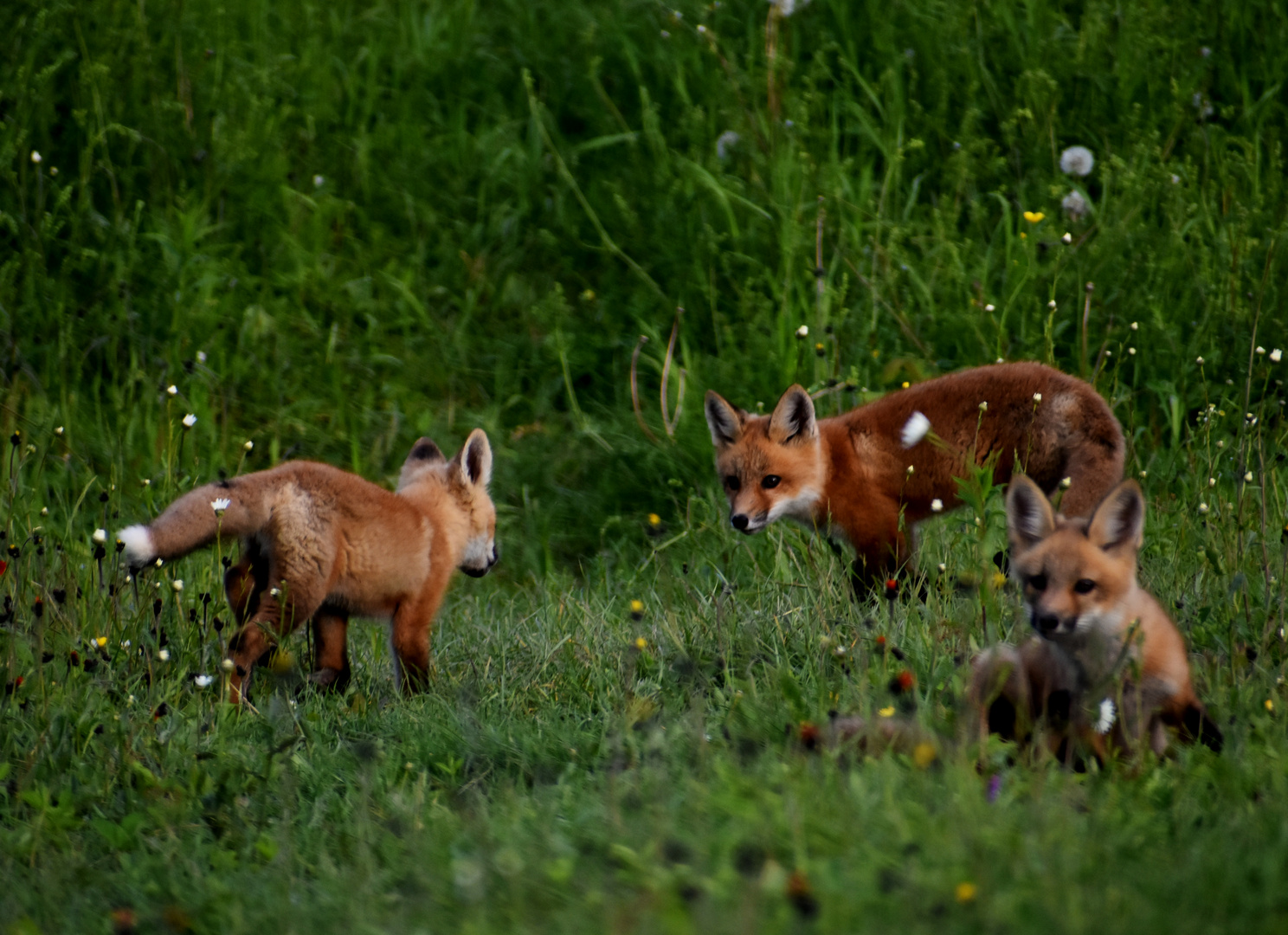 Des jeunes renards dans un champ