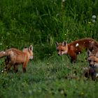 Des jeunes renards dans un champ