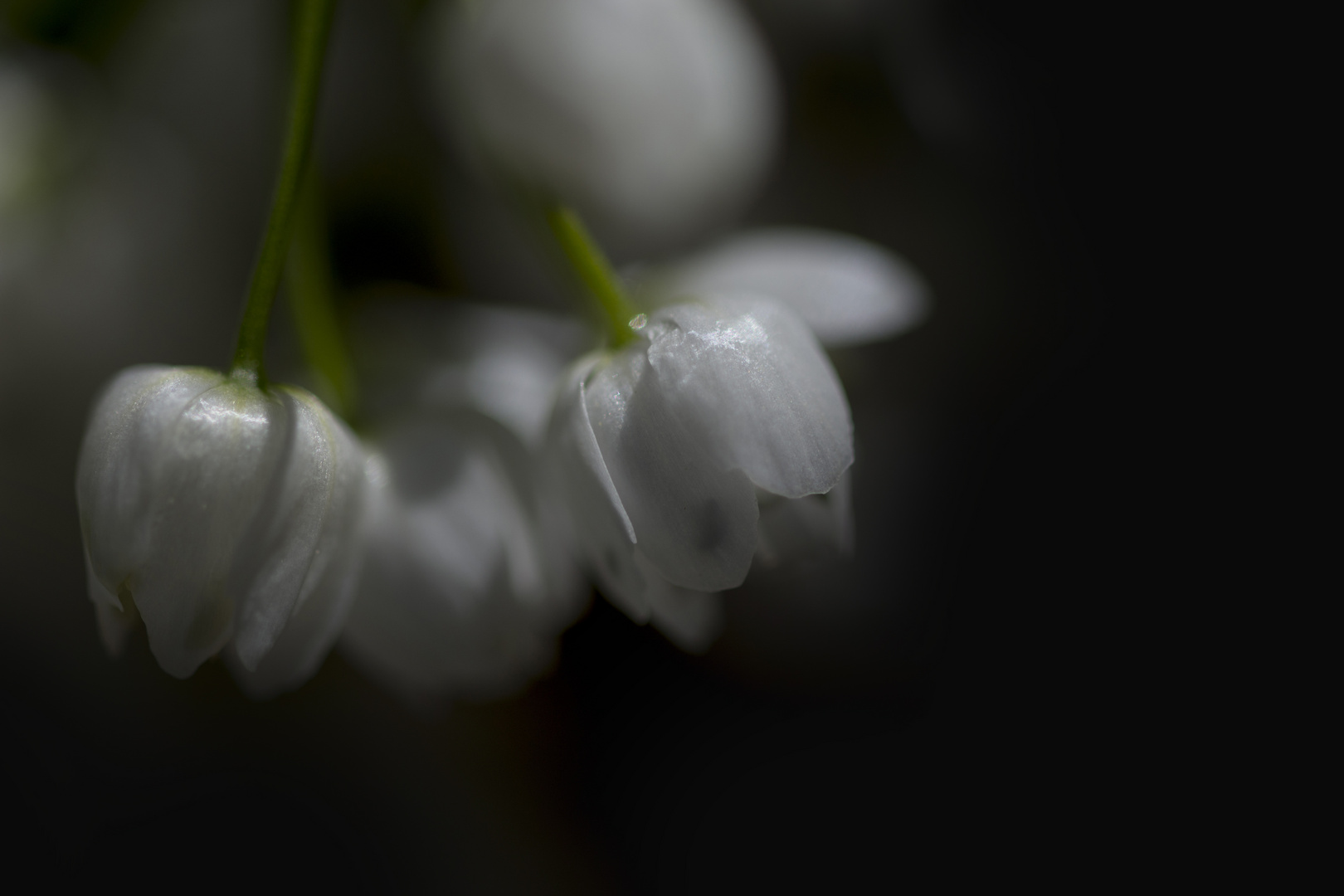 Des jolies fleurs de campagne  