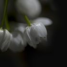 Des jolies fleurs de campagne  