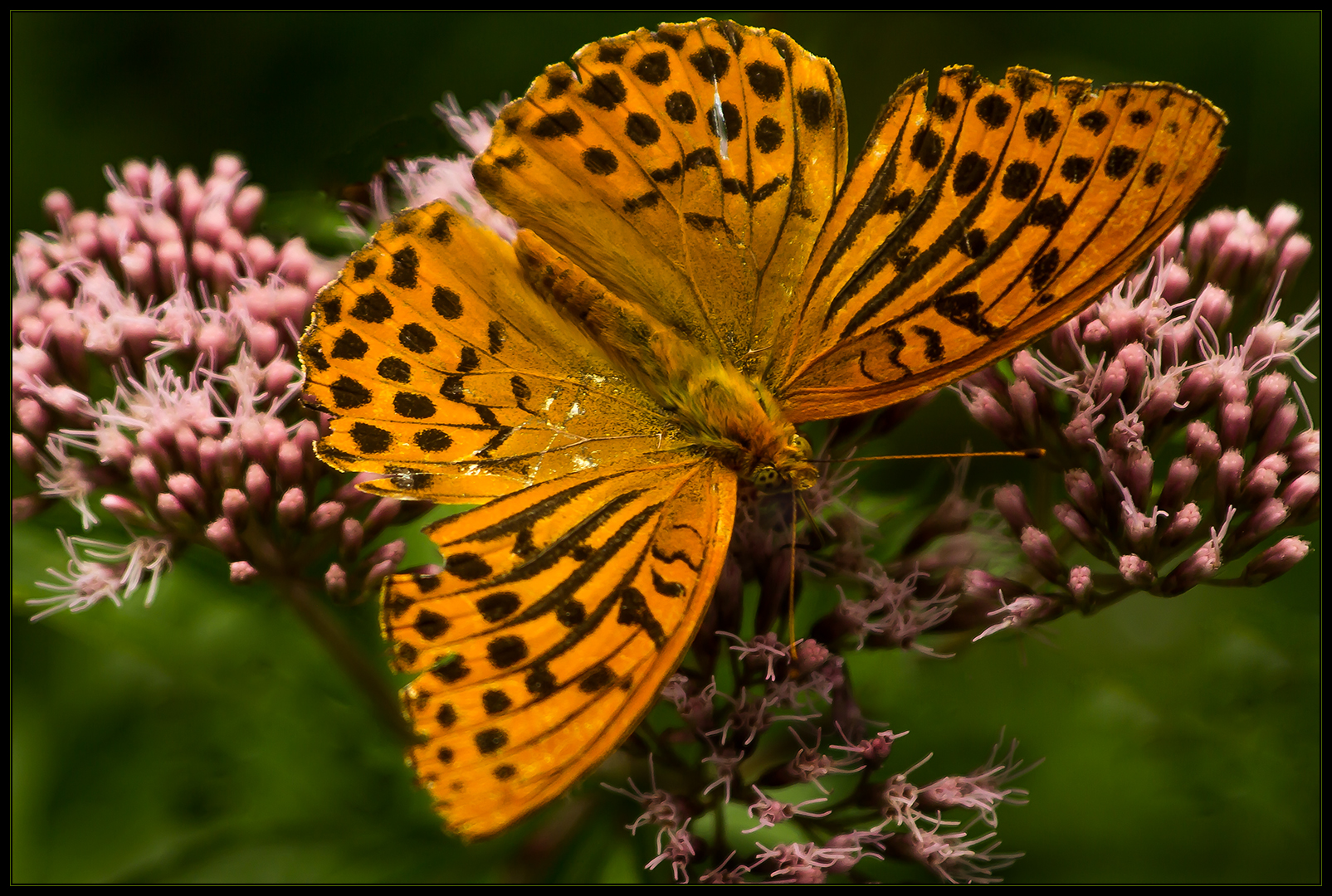 Des Kaisers alter Mantel... - (Argynnis paphia) - mit Kompositionsanalyse...