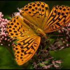 Des Kaisers alter Mantel... - (Argynnis paphia) - mit Kompositionsanalyse...