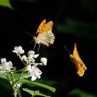 Des Kaisers Mantel hat fliegen gelernt