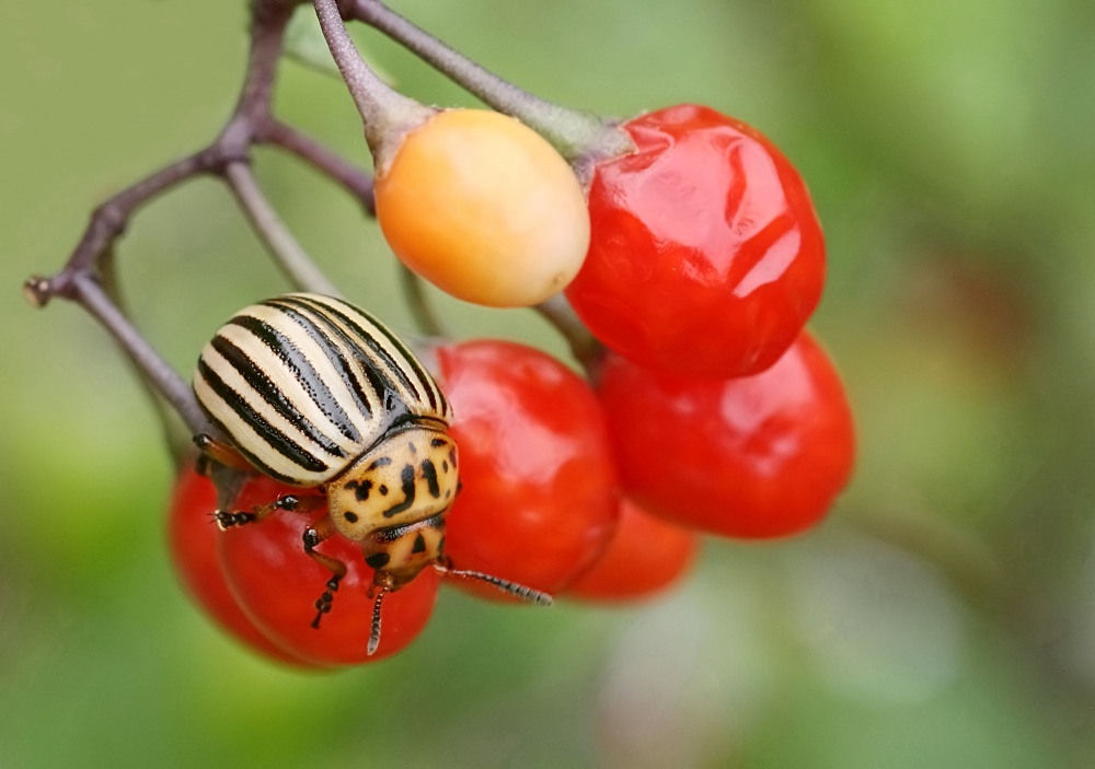 Des Kartoffelbauern Liebling!