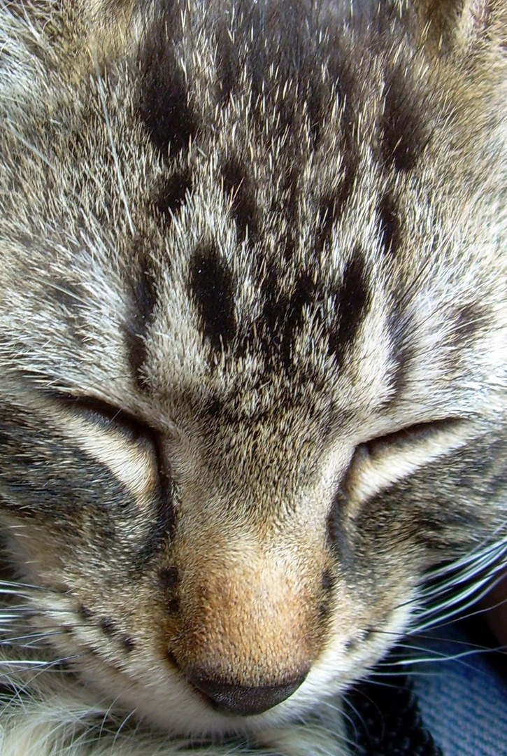 Des Kater zweites Gesicht.