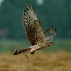 Des längeren im Birdnet